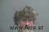 BRENT BLAIZE     Arrest Mugshot Knox 2019-10-30