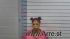 Daphne Rogers Arrest Mugshot De Soto 2018-01-22